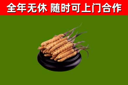 临澧回收散虫草