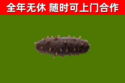 临澧回收海参干